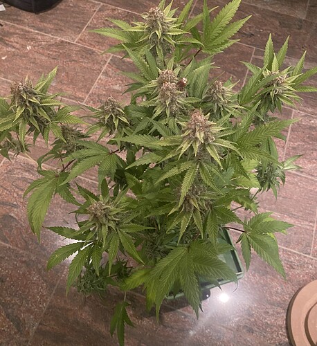 Growreport Bild 1