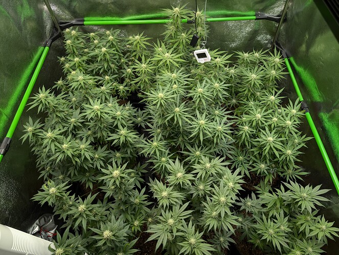 Growreport Bild 1