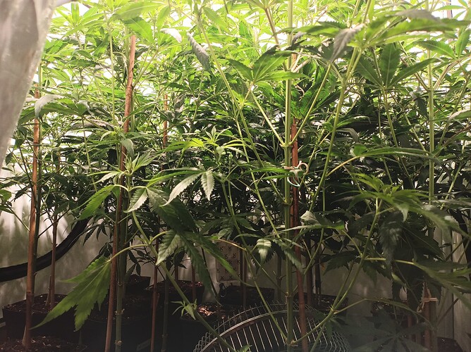 Growreport Bild 7