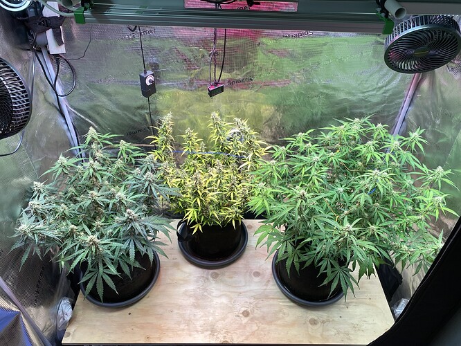 Growreport Bild 91