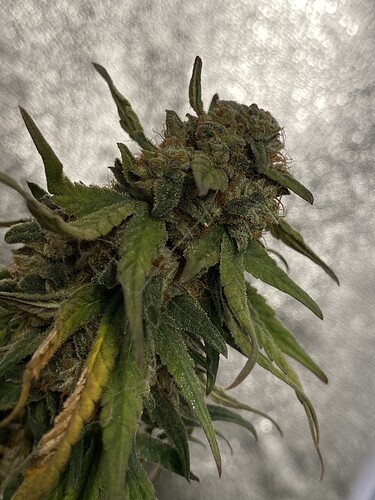 Growreport Bild 2