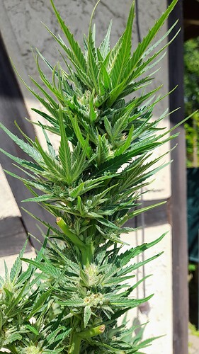 Growreport Bild 6