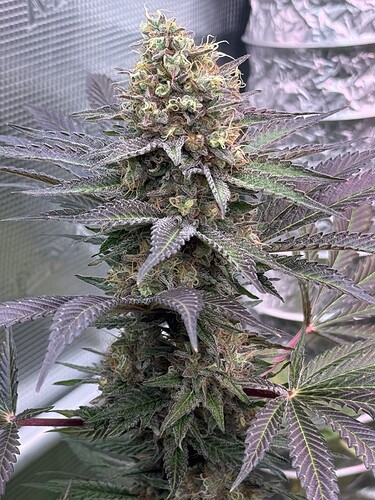 Growreport Bild 36