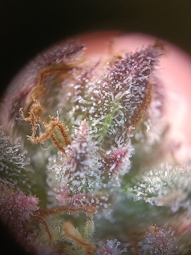 Growreport Bild 13