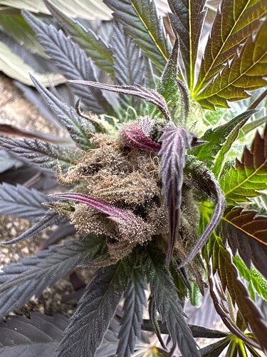 Growreport Bild 43