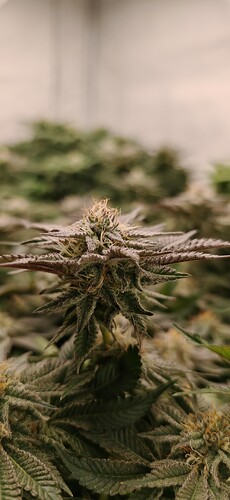 Growreport Bild 9