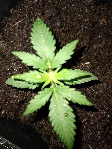 IMG_20240329_165828288