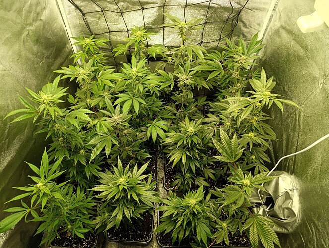 Growreport Bild 1