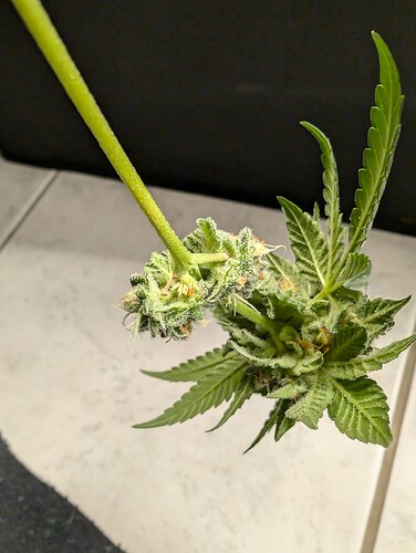 Growreport Bild 4