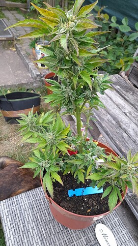 Growreport Bild 14