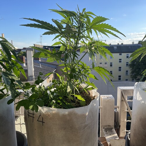 Growreport Bild 7