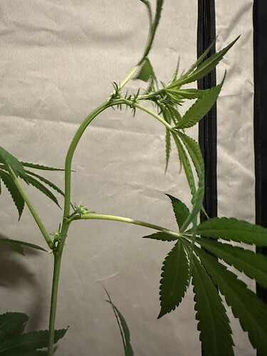 Growreport Bild 2