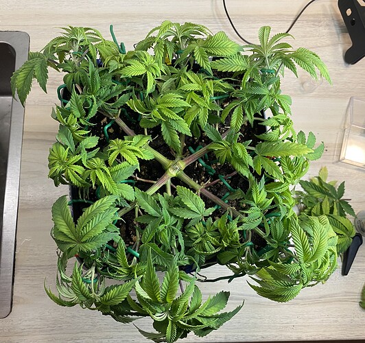 Growreport Bild 16