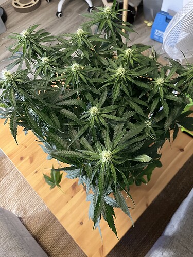 Growreport Bild 1