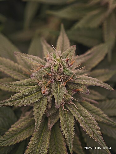 Growreport Bild 4