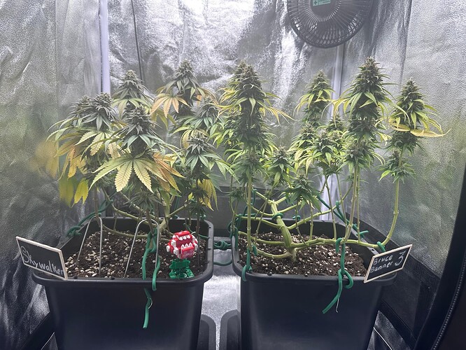 Growreport Bild 5