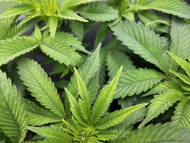 Growreport Bild 10