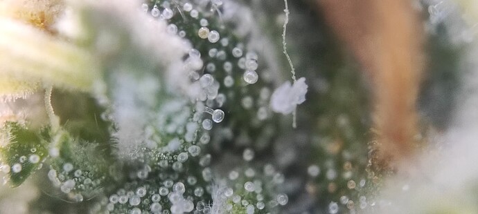 Growreport Bild 32