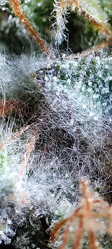 Growreport Bild 1