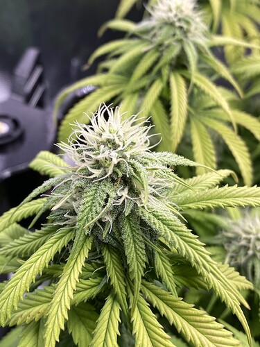 Growreport Bild 50
