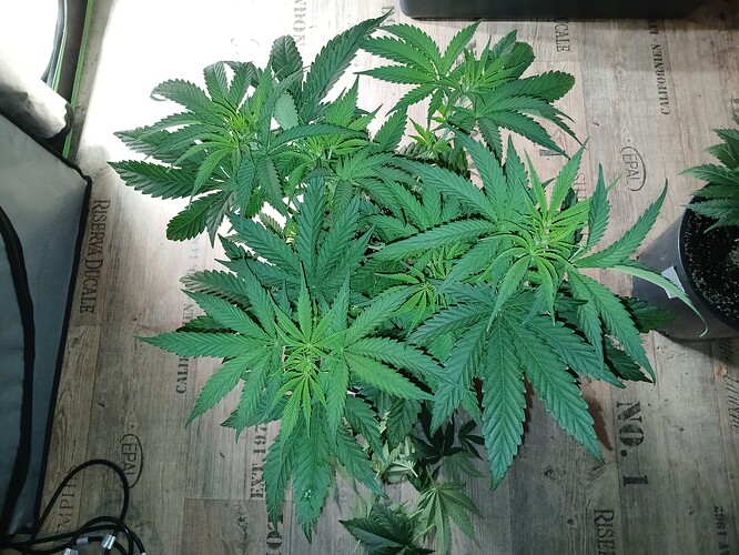 Growreport Bild 19