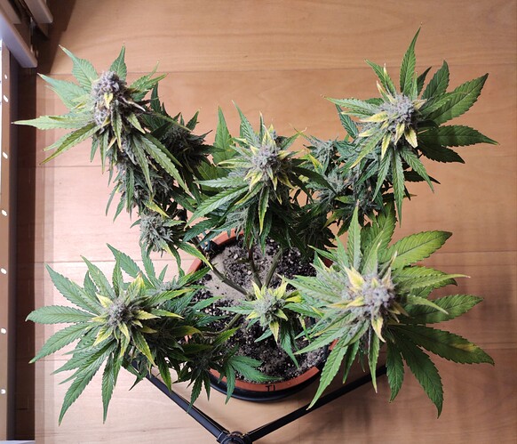 Growreport Bild 20