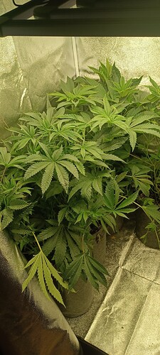 Growreport Bild 2