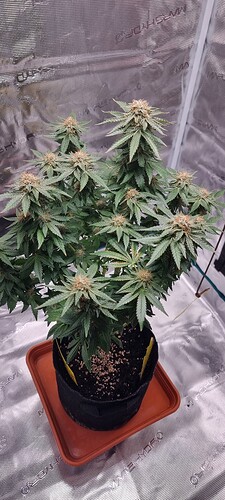 Growreport Bild 2