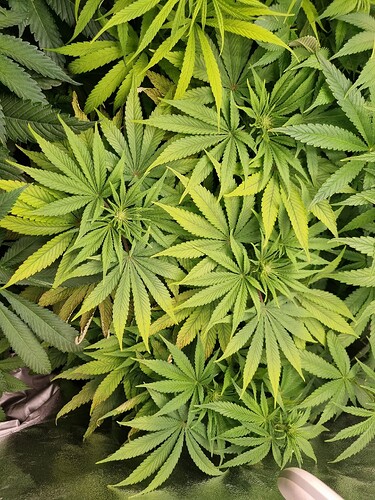 Mehrere Cannabis-Pflanzen in der Wachstumsphase, mit breiten, grünen Blättern und einigen Anzeichen von Nährstoffmangel (gelbliche Verfärbungen an den Blatträndern).