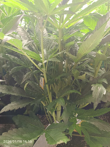 Growreport Bild 15