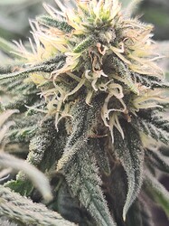 Growreport Bild 92