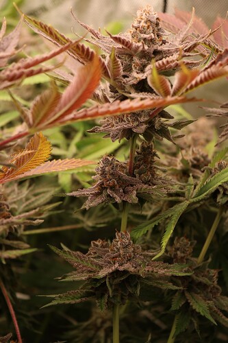 Growreport Bild 47