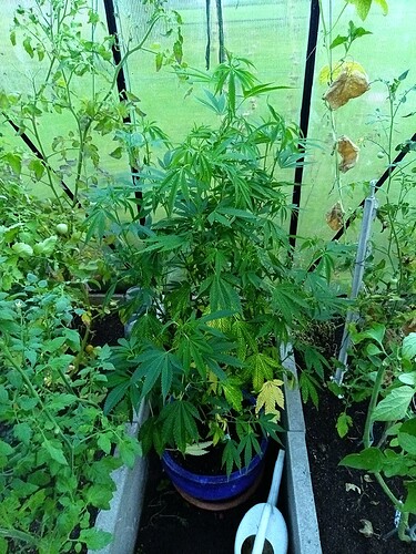 IMG_20240815_205059_786