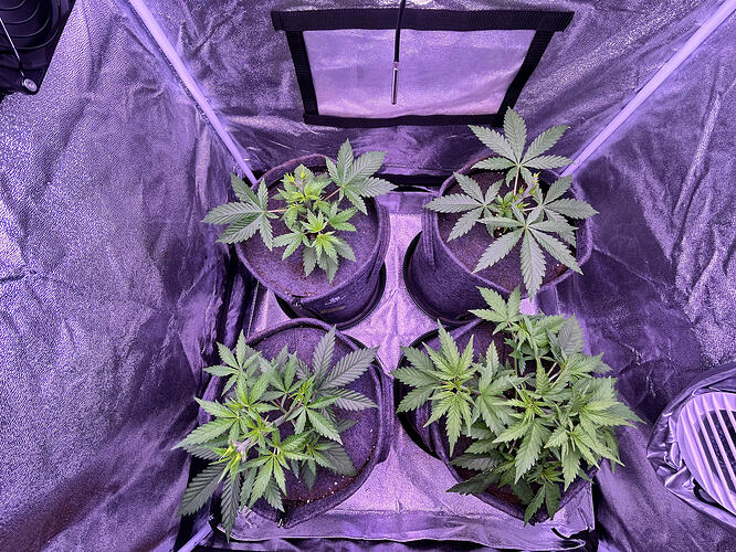 Vier junge Cannabispflanzen in Stofftöpfen in einem Growzelt unter LED-Beleuchtung.