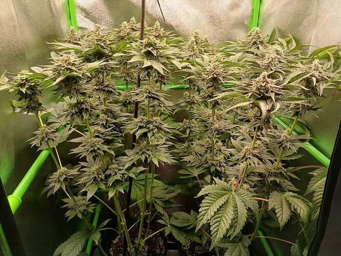 Growreport Bild 22