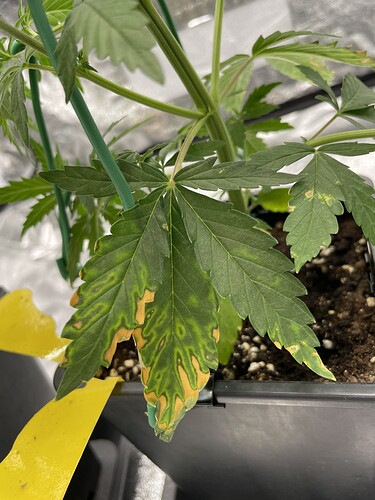 Growreport Bild 4