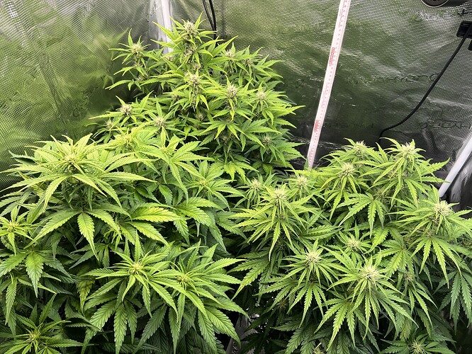 Growreport Bild 9