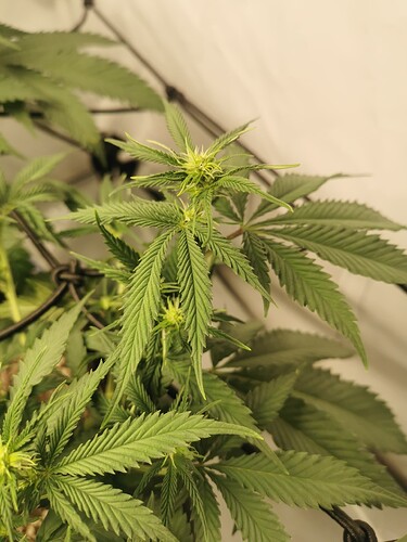 Growreport Bild 13