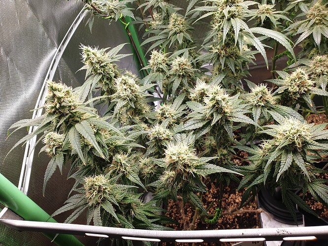 Growreport Bild 2