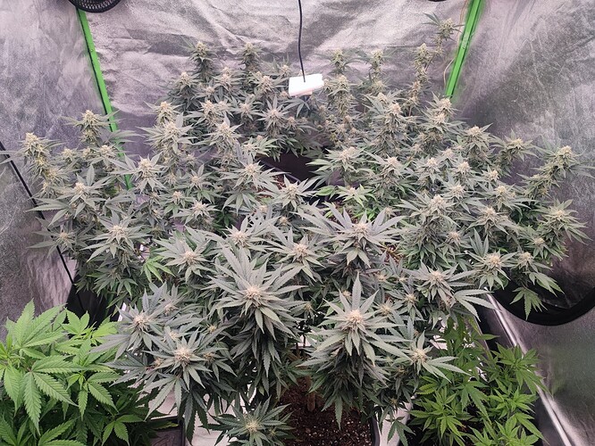 Growreport Bild 23