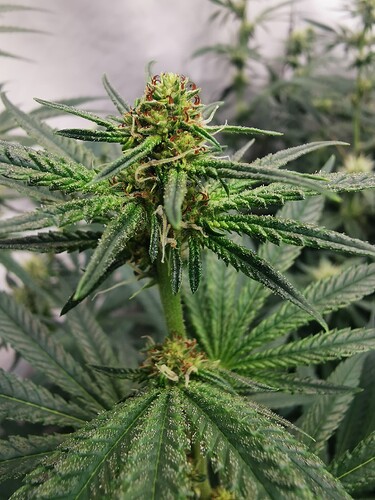 Growreport Bild 3