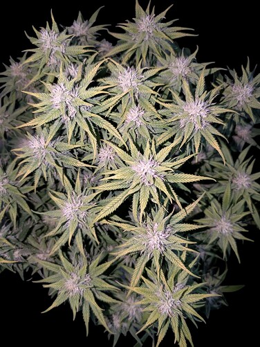 Growreport Bild 5