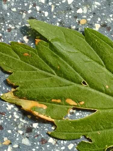 WhatsApp Bild 2025-07-02 um 16.29.30_946ea186