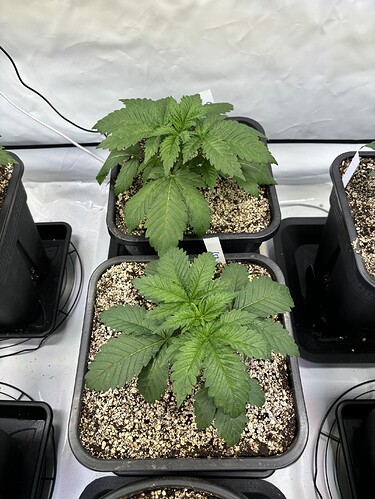Growreport Bild 22