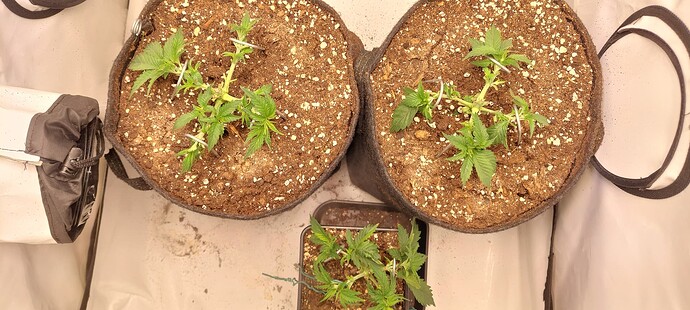 Growreport Bild 5