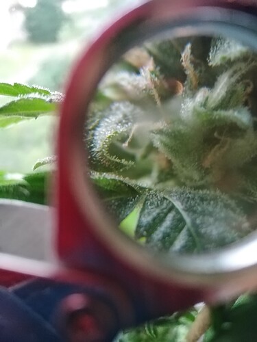 Growreport Bild 1