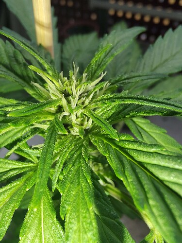 Growreport Bild 6