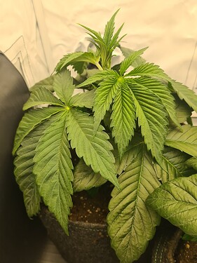 Growreport Bild 3