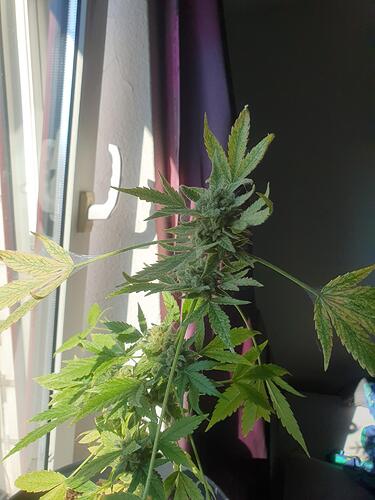 Growreport Bild 3