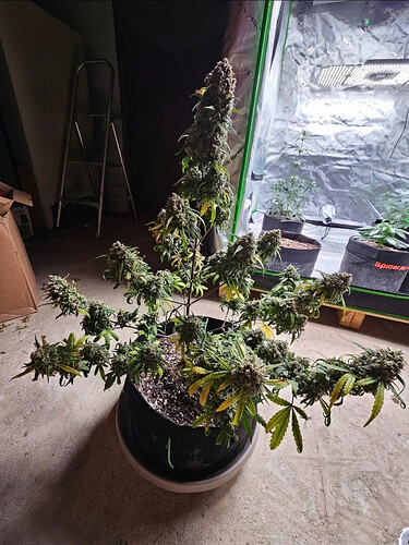 Growreport Bild 5